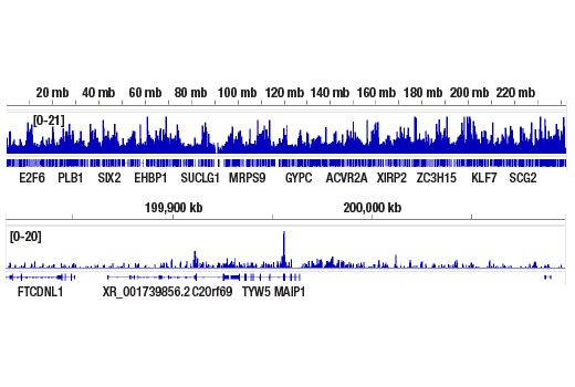 CUT & RUN Image 2: SPT6 (D6J9H) Rabbit Monoclonal Antibody