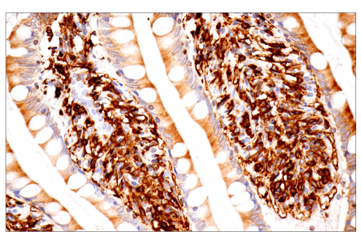Immunohistochemistry Image 8: p22phox (E7Y1F) Rabbit Monoclonal Antibody (BSA and Azide Free)