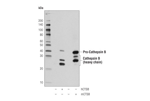 Western Blotting Image 2: Cathepsin B (D1C7Y) Rabbit Monoclonal Antibody