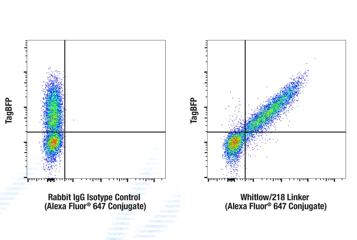 Flow Cytometry Image 3: CAR-T Cell (Whitlow/218 Linker) Transduction Efficiency Flow Cytometry Panel