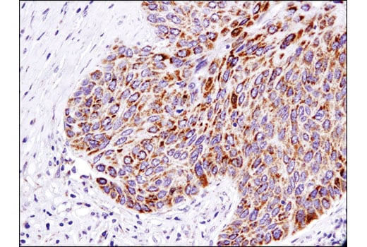Immunohistochemistry Image 2: Smac/Diablo (D5S3R) Rabbit Monoclonal Antibody