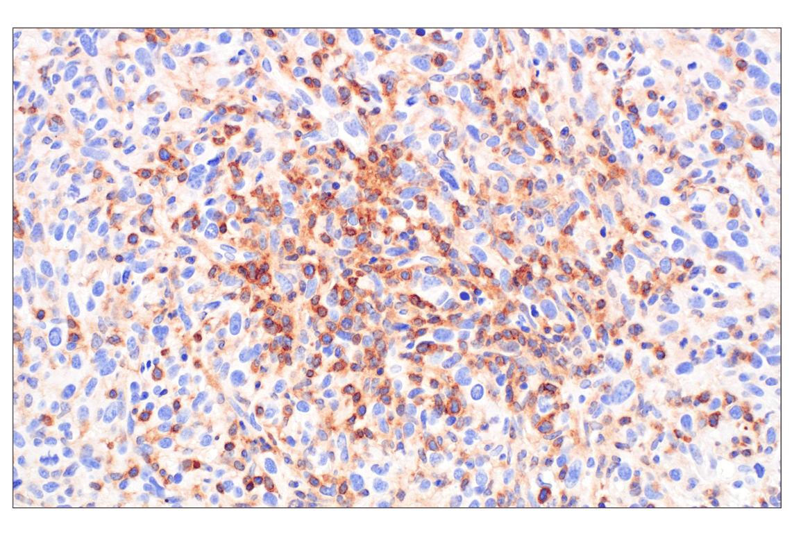 Immunohistochemistry Image 2: TRAF5 (F6W4N) Rabbit Monoclonal Antibody