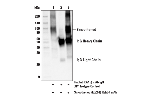 Immunoprecipitation Image 1: Smoothened (E6Z5T) Rabbit Monoclonal Antibody