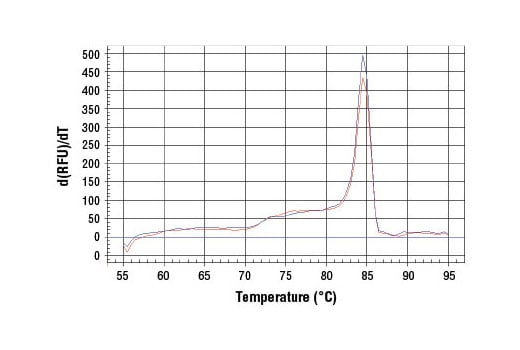 Chromatin Immunoprecipitation Image 1: SimpleChIP<sup>®</sup> Human HSP90β Promoter Primers