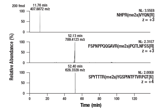 undefined Image 5: PTMScan<sup>®</sup> Control Peptides Asymmetric Di-Methyl Arginine