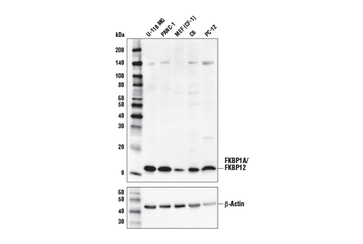 Western Blotting Image 1: FKBP1A/FKBP12 Antibody