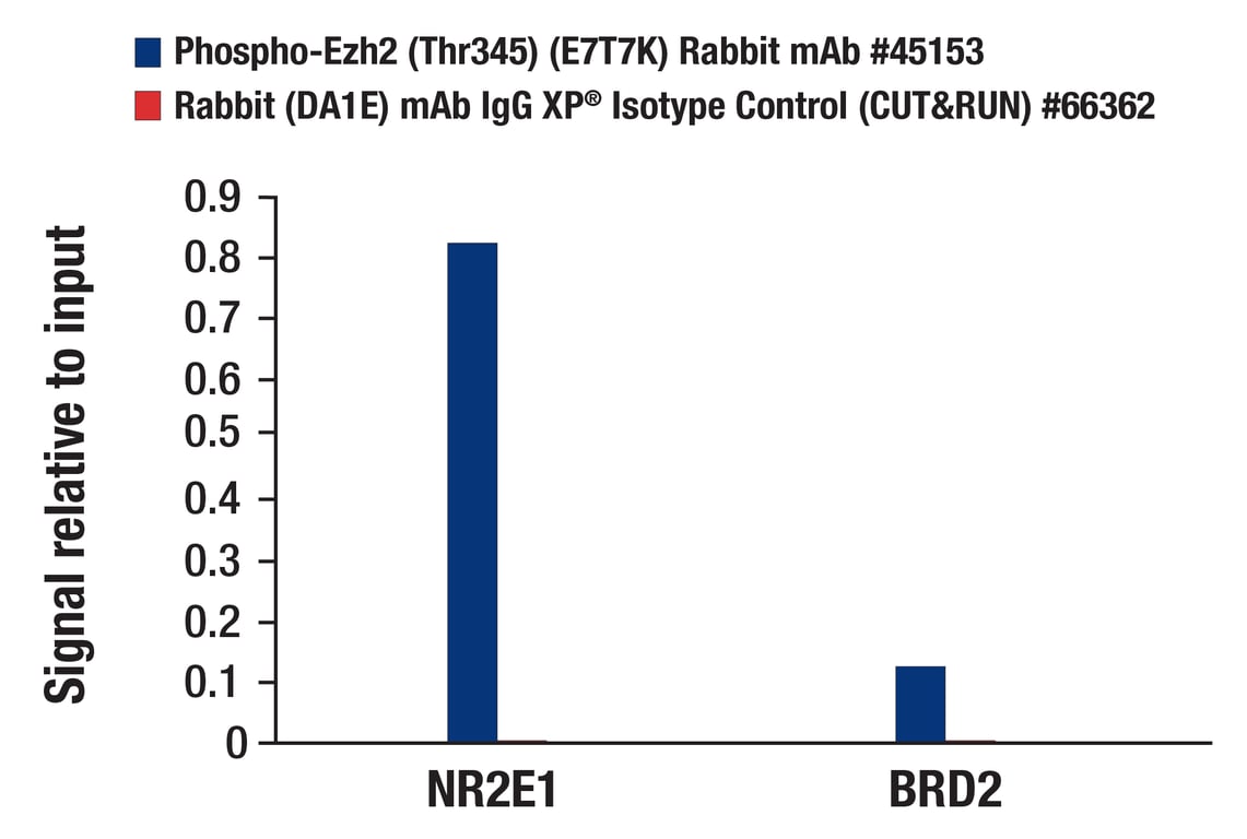 CUT & RUN Image 3: Phospho-Ezh2 (Thr345) (E7T7K) Rabbit Monoclonal Antibody
