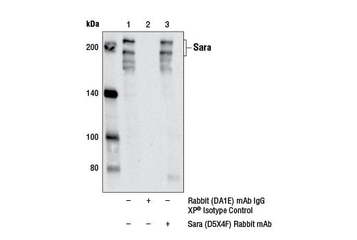 Immunoprecipitation Image 1: Sara (D5X4F) Rabbit Monoclonal Antibody