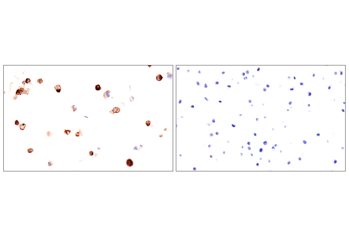 Immunohistochemistry Image 15: EMCN (E3Z4D) Rabbit Monoclonal Antibody (BSA and Azide Free)