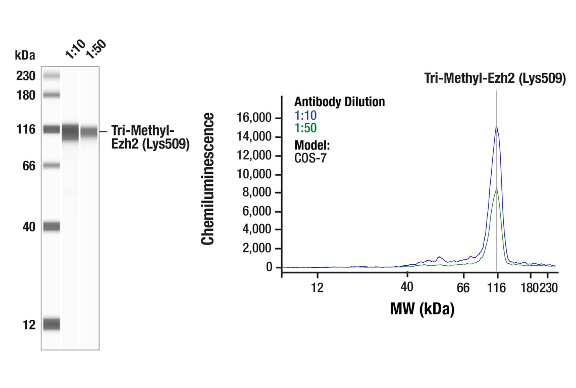 Western Blotting Image 1: Tri-Methyl-Ezh2 (Lys509) (F1D1Q) Rabbit Monoclonal Antibody