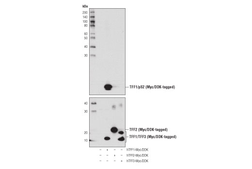 Western Blotting Image 3: TFF1/pS2 (D2Y1J) Rabbit Monoclonal Antibody (BSA and Azide Free)