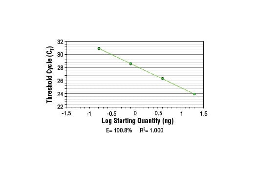 Chromatin Immunoprecipitation Image 1: SimpleChIP<sup>®</sup> Human MS4A7 Promoter Primers