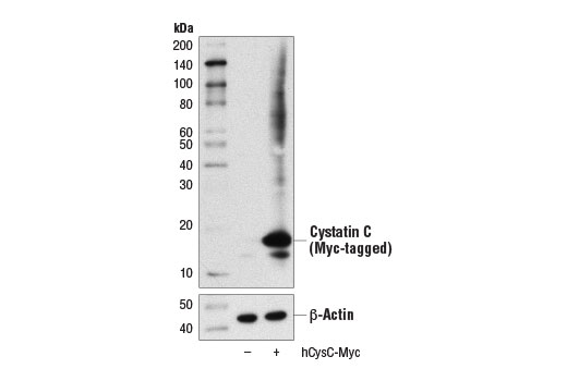 Western Blotting Image 2: Cystatin C (D6U3E) Rabbit Monoclonal Antibody