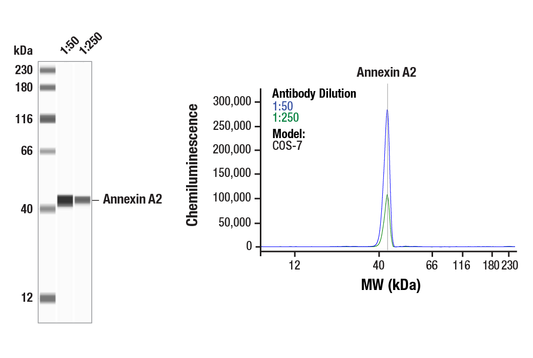 Western Blotting Image 1: Annexin A2 (D11G2) Rabbit Monoclonal Antibody
