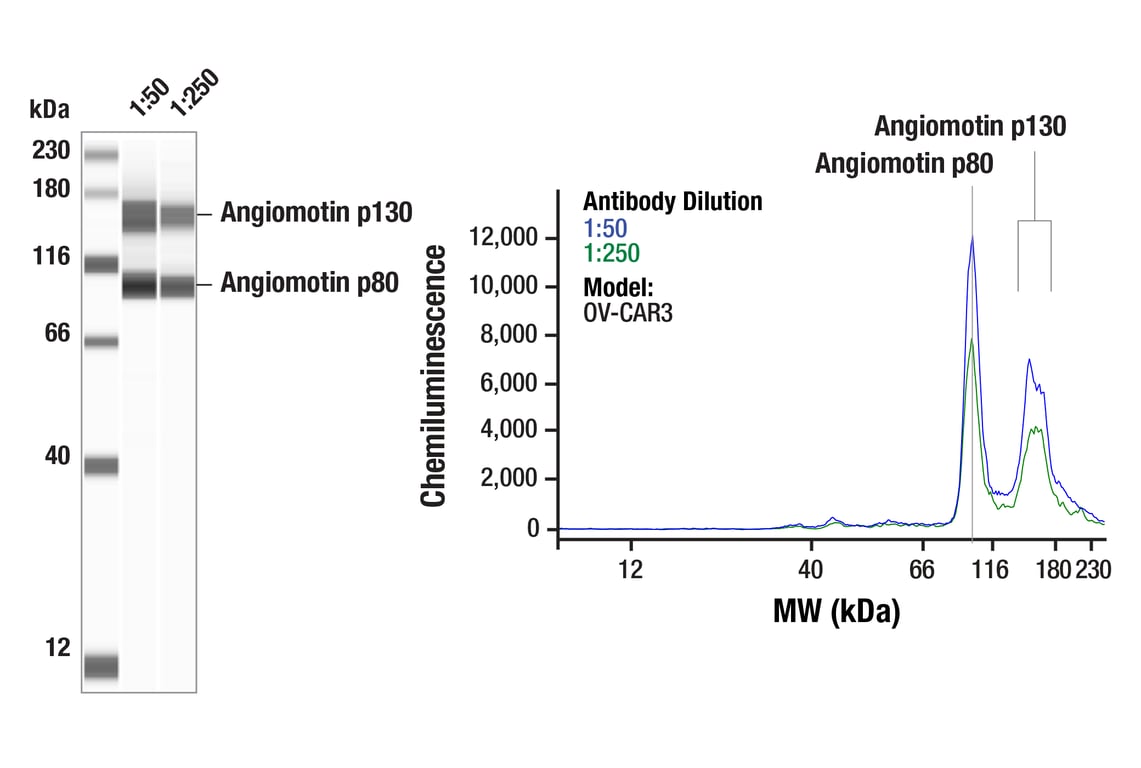 Western Blotting Image 1: Angiomotin (F7W8U) Rabbit Monoclonal Antibody