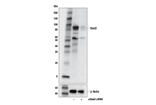 undefined Image 11: Stat Antibody Sampler Kit II