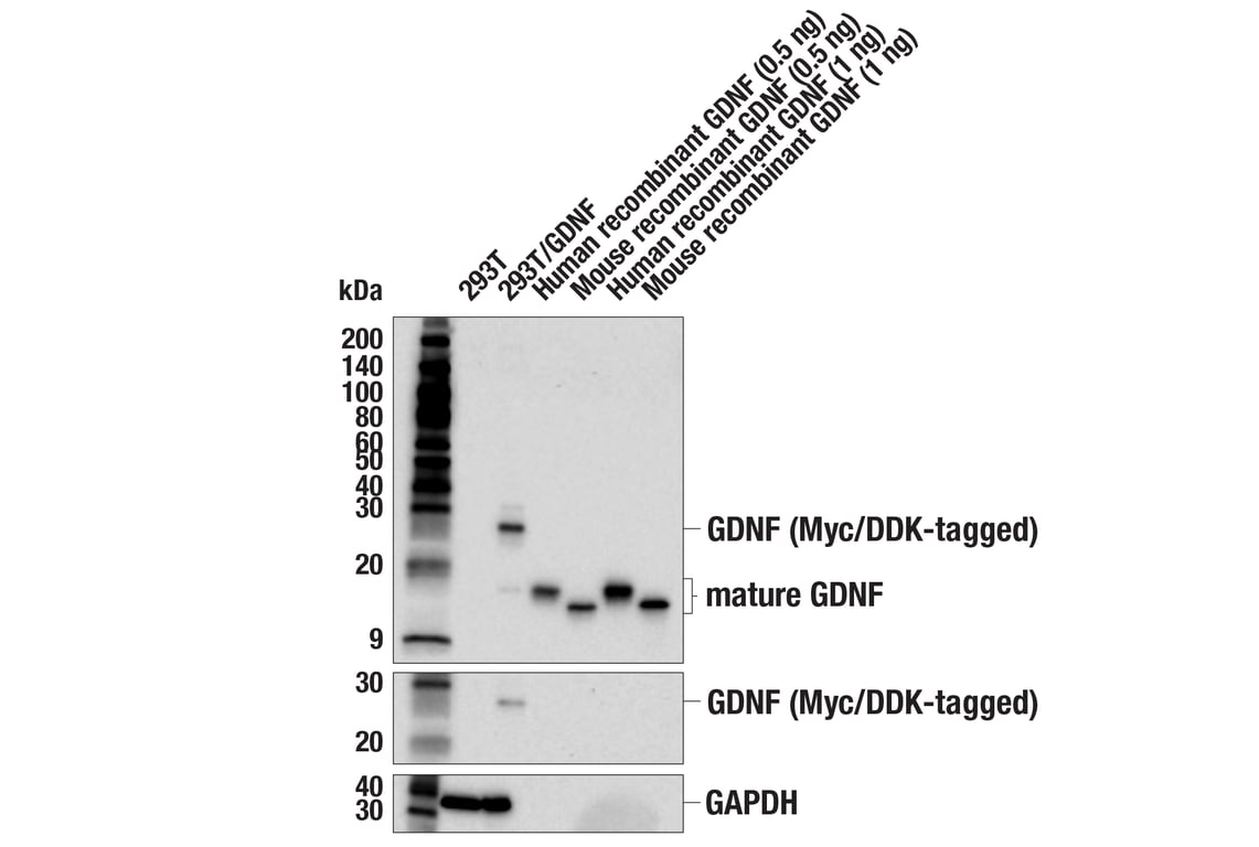 Western Blotting Image 1: GDNF (E5Y9N) Rabbit mAb