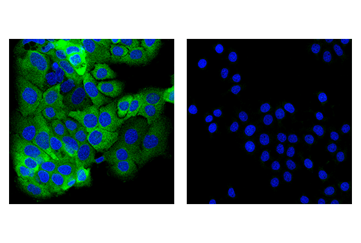 Immunofluorescence Image 1: GCN2 (E7G7E) Rabbit Monoclonal Antibody