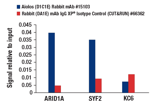 CUT & RUN Image 3: Aiolos (D1C1E) Rabbit Monoclonal Antibody