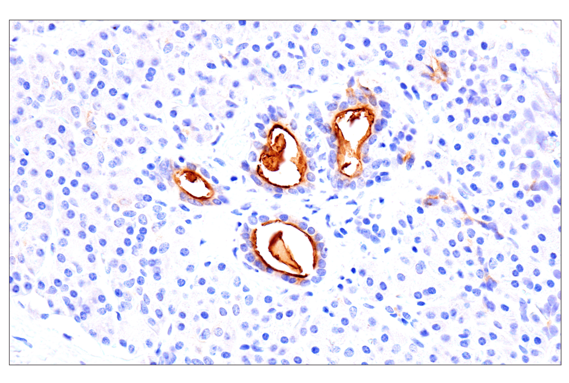 Immunohistochemistry Image 10: CEACAM7 (E5Q6X) Rabbit Monoclonal Antibody (BSA and Azide Free)