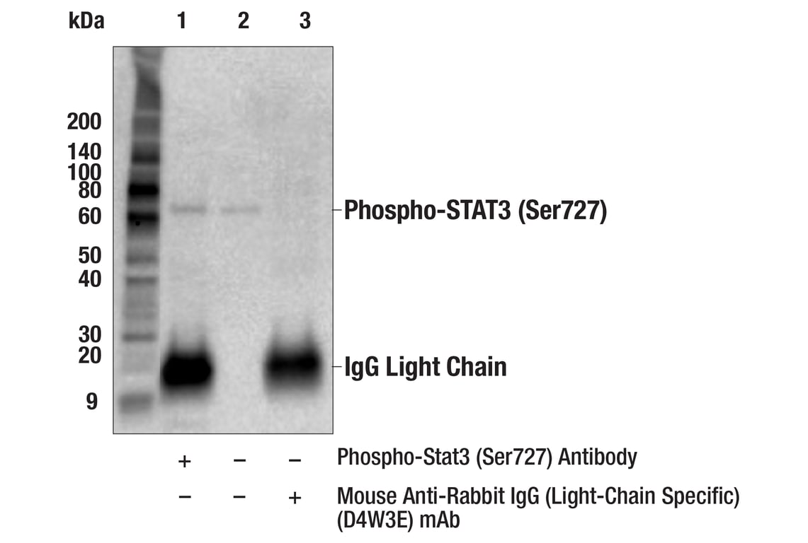 Immunoprecipitation Image 1: Phospho-Stat3 (Ser727) Antibody