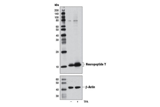 Western Blotting Image 1: Neuropeptide Y (D7Y5A) XP<sup>®</sup> Rabbit mAb