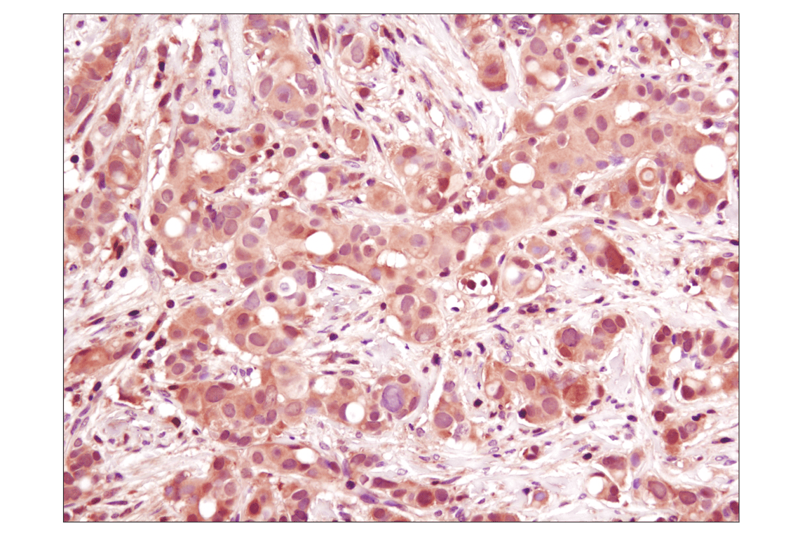 Immunohistochemistry Image 1: p38 MAPK (D13E1) Rabbit Monoclonal Antibody (BSA and Azide Free)