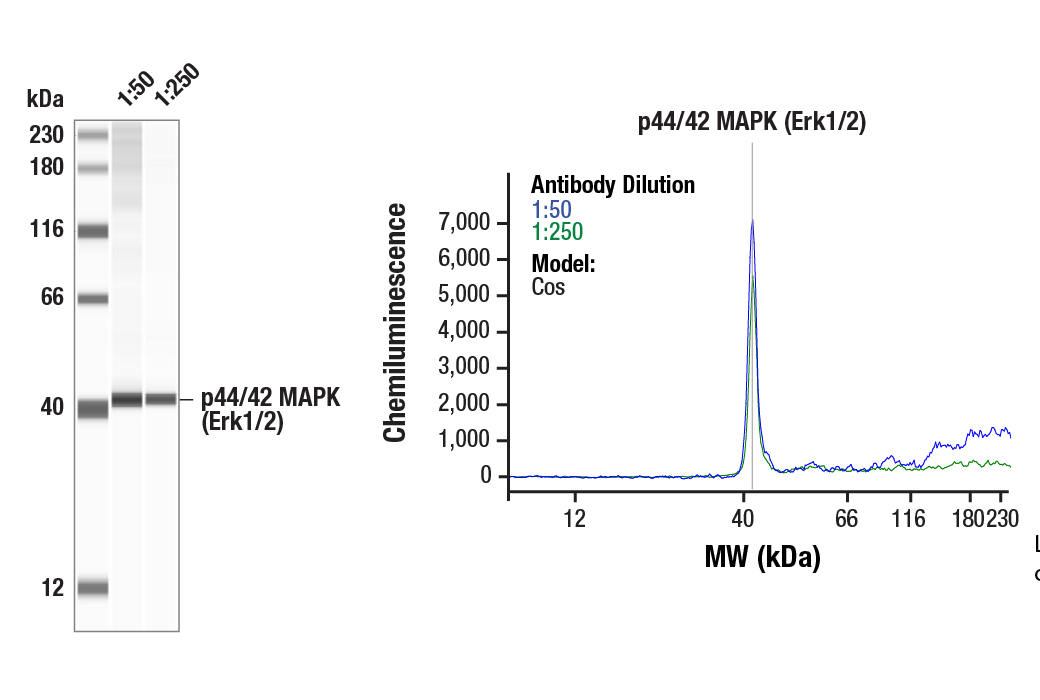 Western Blotting Image 1: p44/42 MAPK (Erk1/2) (3A7) Mouse Monoclonal Antibody