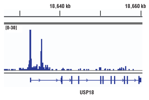 undefined Image 29: Stat Antibody Sampler Kit II