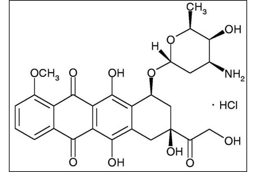 undefined Image 3: Doxorubicin