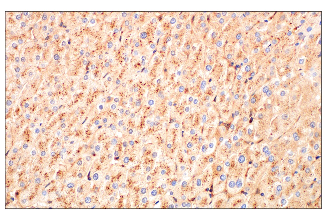 Immunohistochemistry Image 5: Cathepsin L (E3R3P) Rabbit Monoclonal Antibody