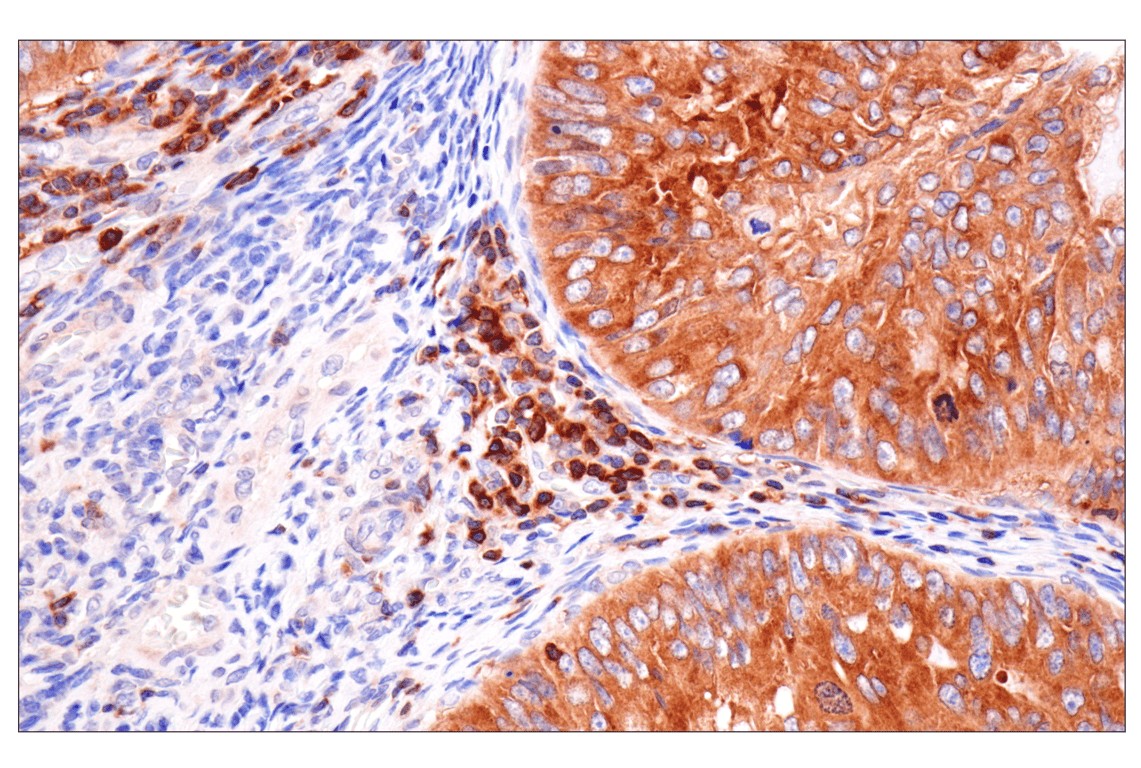 Immunohistochemistry Image 4: SPAK (F7T1K) Rabbit Monoclonal Antibody