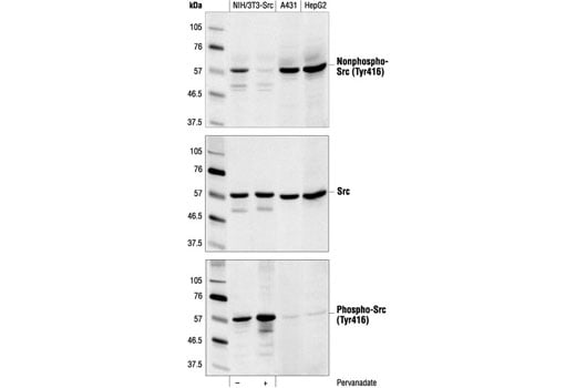 undefined Image 1: Src Antibody Sampler Kit