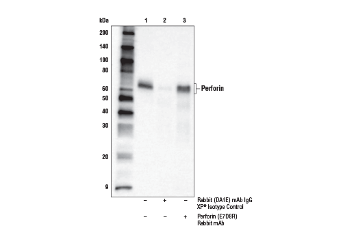 Immunoprecipitation Image 1: Perforin (E7D8R) Rabbit Monoclonal Antibody
