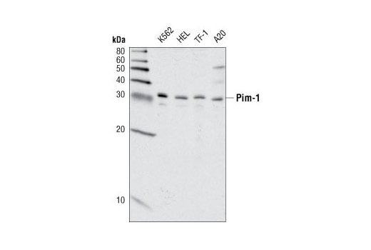 Western Blotting Image 1: Pim-1 (C93F2) Rabbit mAb