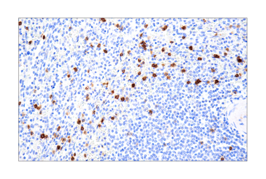 Immunohistochemistry Image 6: B3GAT1 (NK-1) Mouse Monoclonal Antibody