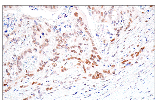 Immunohistochemistry Image 4: NSUN2 (E9Y5E) Rabbit Monoclonal Antibody