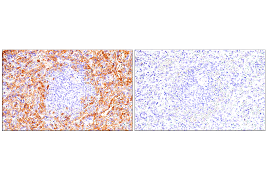 Immunohistochemistry Image 3: CD16 (2H7) Mouse Monoclonal Antibody