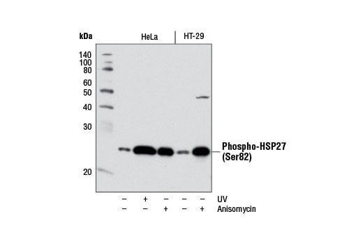 Western Blotting Image 1: Phospho-HSP27 (Ser82) (D1H2F6) XP<sup>®</sup> Rabbit mAb