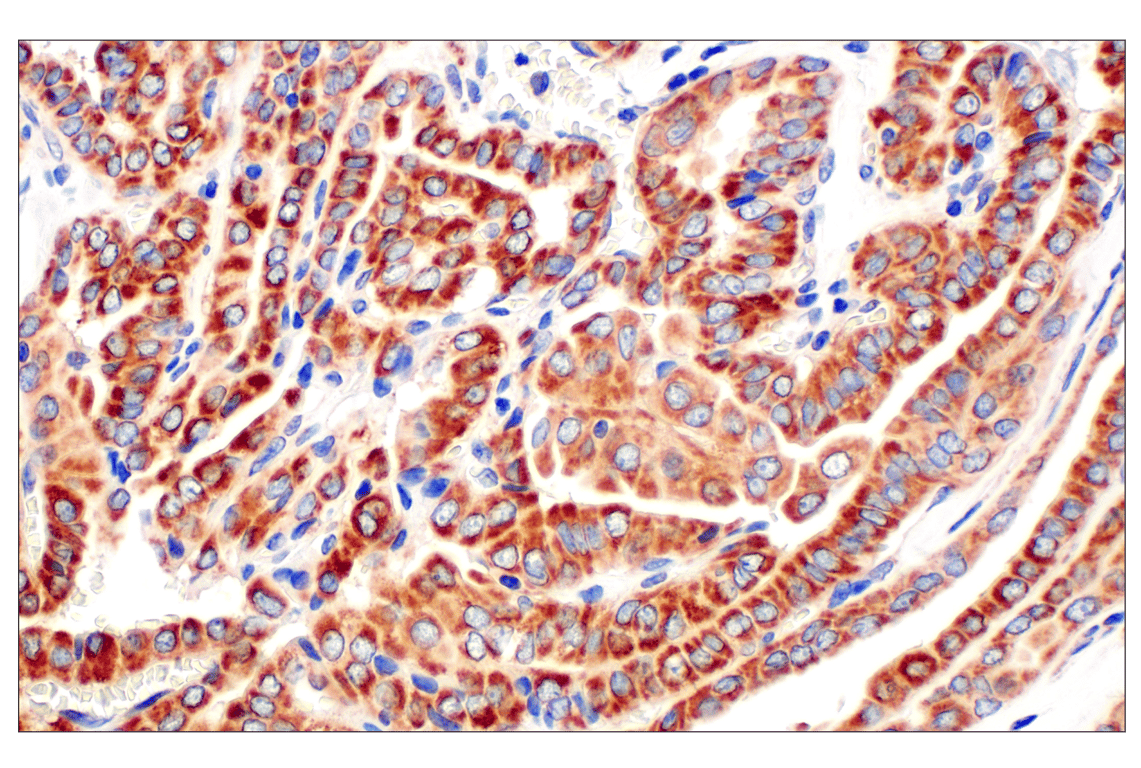 Immunohistochemistry Image 4: Frataxin (F4V2S) Rabbit Monoclonal Antibody