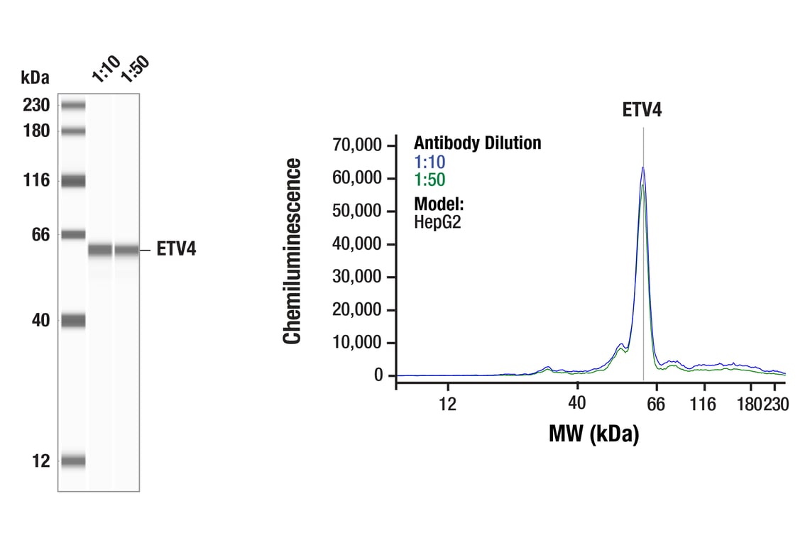 Western Blotting Image 1: ETV4 (E5Q1U) Rabbit Monoclonal Antibody