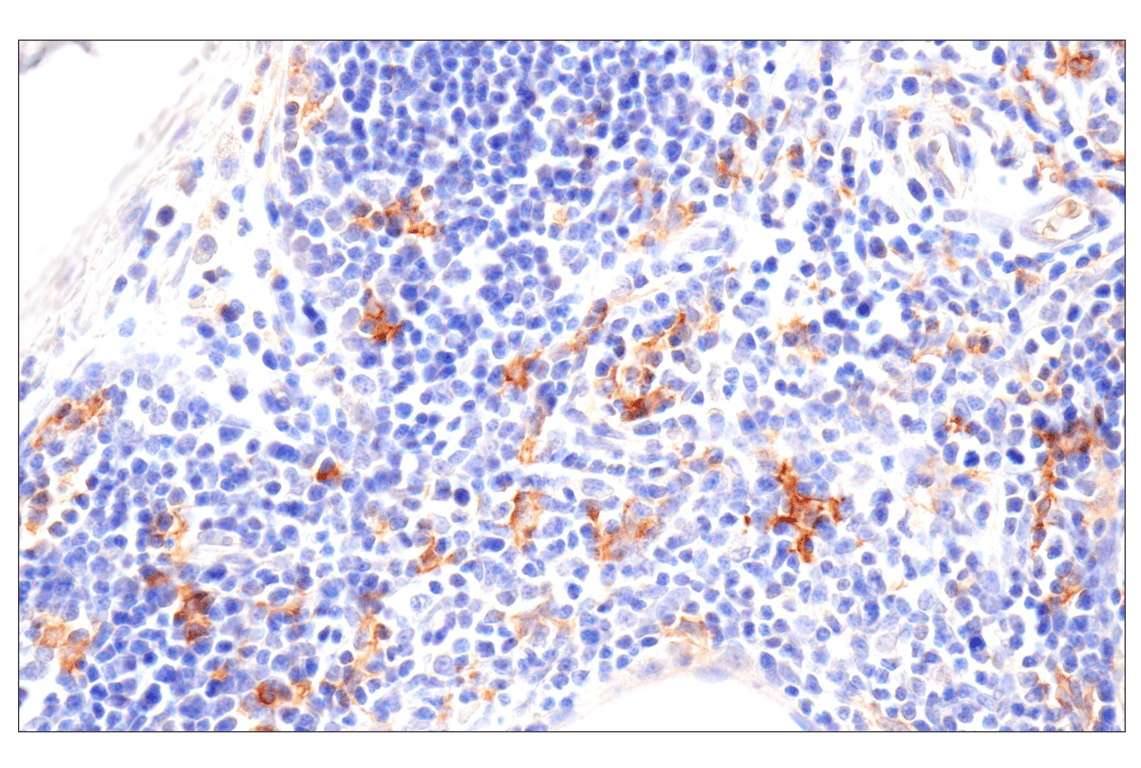 Immunohistochemistry Image 4: SLC40A1/Ferroportin-1 (F9U5S) Rabbit Monoclonal Antibody (BSA and Azide Free)