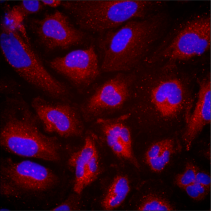 Confocal immunofluorescent analysis of HeLa cells, untreated (left), nutrient-starved with EBSS (4 hr; middle) or chloroquine-treated (50 μM, 18 hr; right), using LC3A/B (D3U4C) XP® Rabbit mAb (iFluor® 594 Conjugate) (red) and DAPI #4083 (blue).