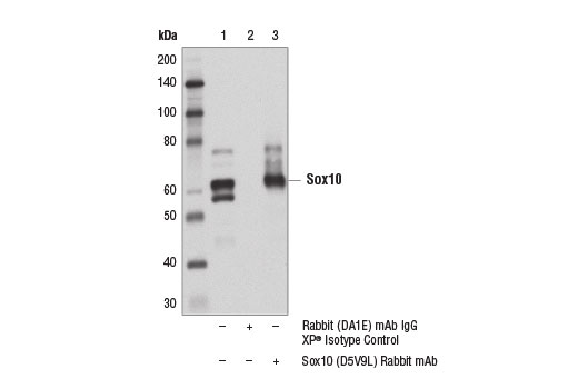 Immunoprecipitation Image 1: Sox10 (D5V9L) Rabbit Monoclonal Antibody
