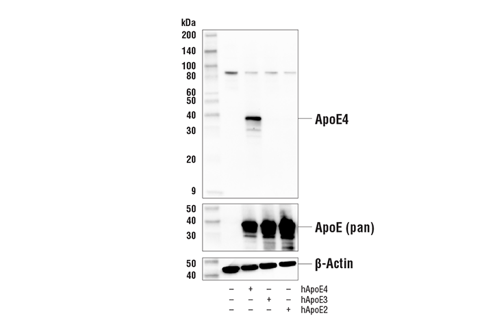 Western Blotting Image 2: ApoE4 (E5M4L) Rabbit Monoclonal Antibody
