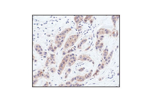 Immunohistochemistry Image 1: NQO1 (A180) Mouse Monoclonal Antibody