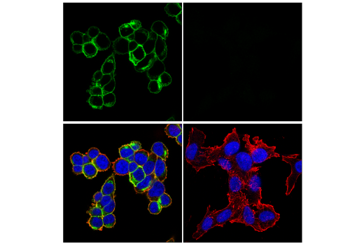 Immunofluorescence Image 1: DPEP-1/MDP (E5C2V) Rabbit Monoclonal Antibody
