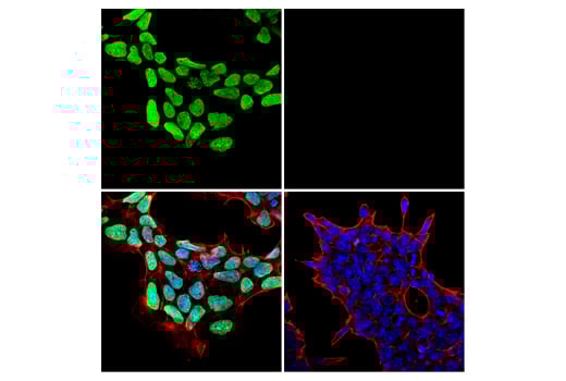 undefined Image 17: Histone H3 Lysine Mutant-Specific Antibody Sampler Kit