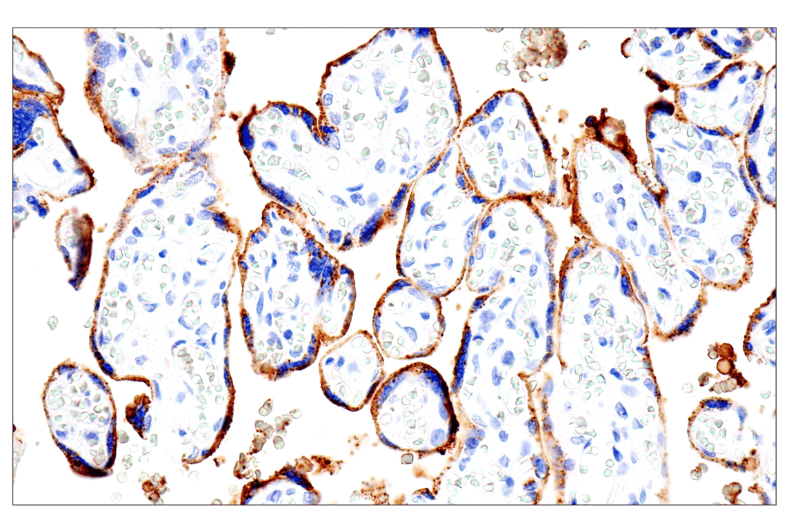 Syndecan 1 (E7F7T) Rabbit Monoclonal Antibody (BSA and Azide Free