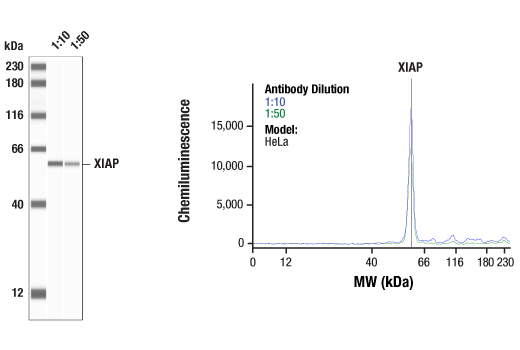 Western Blotting Image 1: XIAP Antibody
